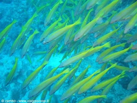 School of yellow fish swimming in turquoise water over the coral reef