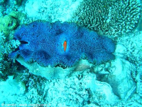 Giant blue clam among corals on sandy seabed, underwater light