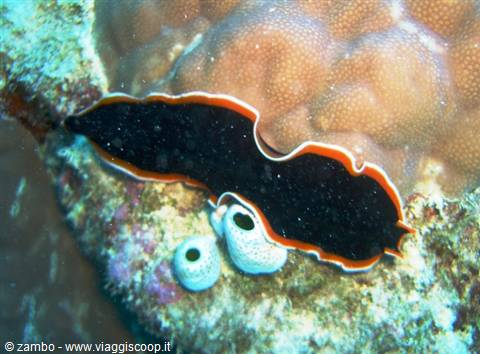 Black flatworm with orange edge on coral, near white sea squirts