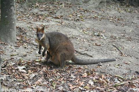 Wallaby carrying joey in pouch walking on dry ground with fallen leaves