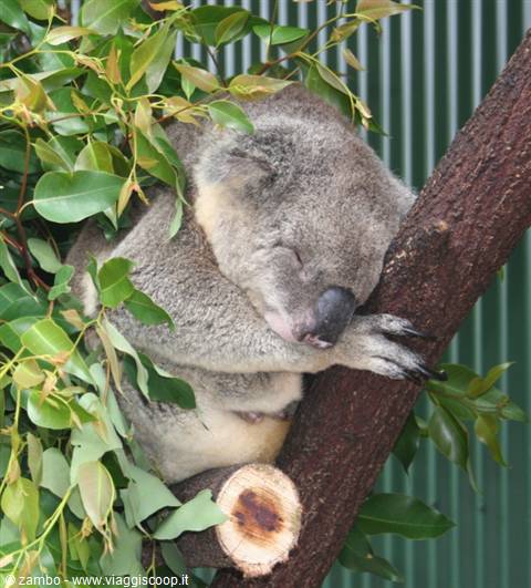 Koala