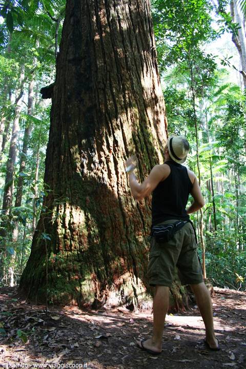 Fraser Island: Inland Forest