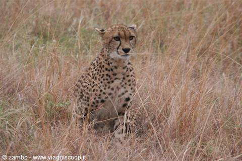 Cheetah - Cita
