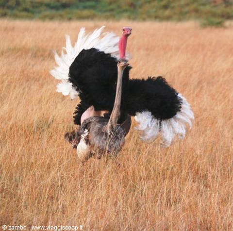 Ostriches...on the conquest