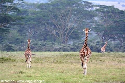 Masai Giraffes - Lake Nakuru