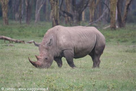 ....and the first Rhinoceros