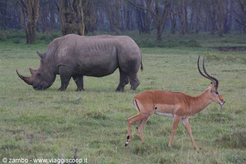 Peaceful coexistence