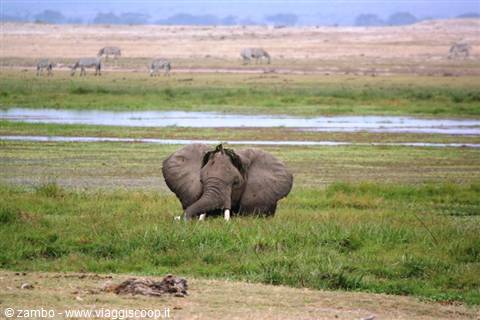 Amboseli, the elephants' paradise