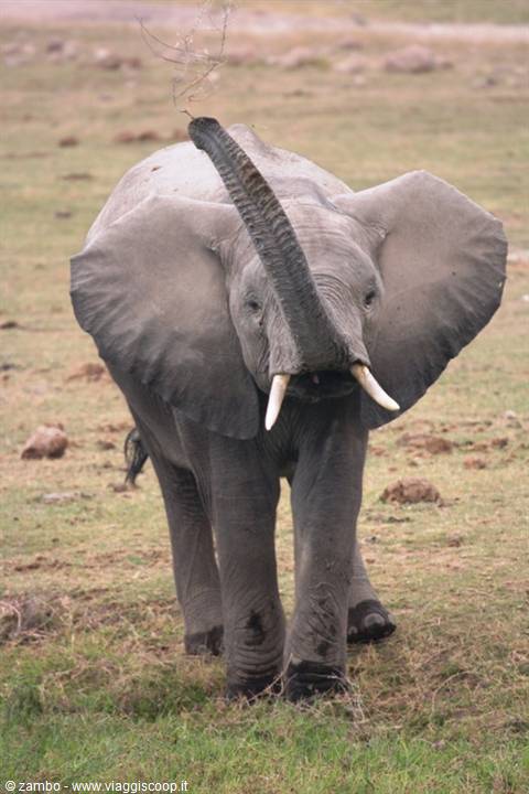 Dumbo....greets us