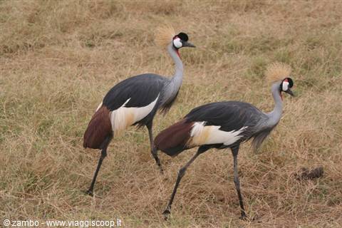 The crowned crane, symbol of Uganda