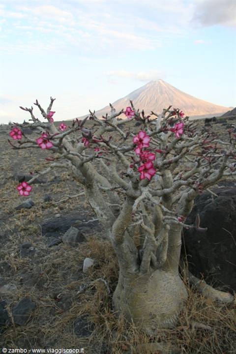 Little Baobab in bloom