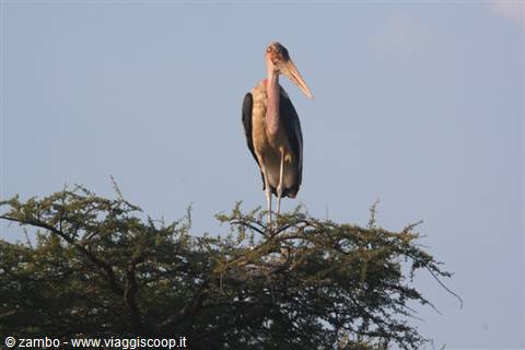 Marabou stork