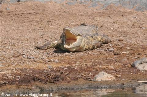 Open-mouthed