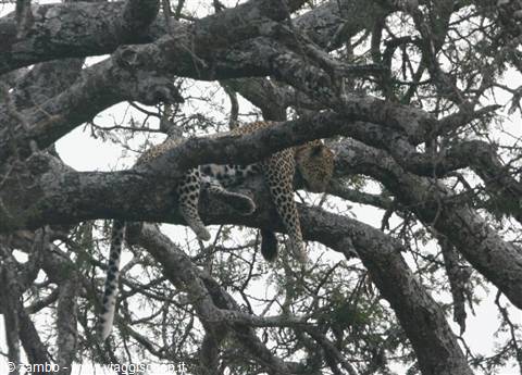 Leopard dangling