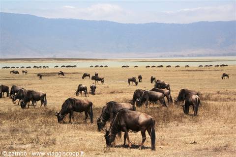 Wildebeest grazing