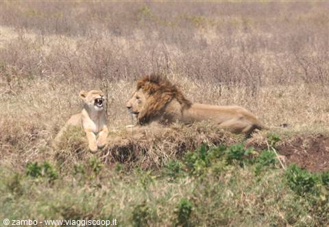 A yawn......worthy of lions