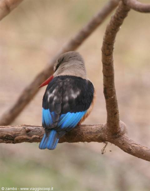 Grey-headed kingfisher with red beak and blue wings on a dry branch