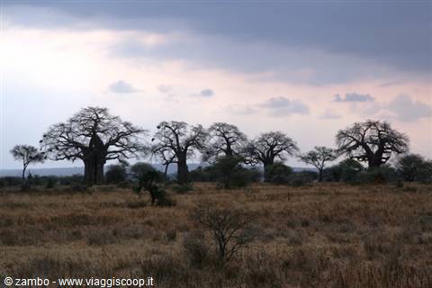 The kingdom of the Baobabs