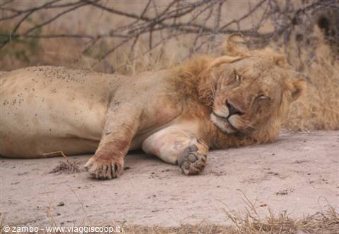 .after the meal, a little nap......