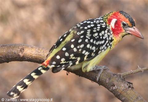 Red-and-yellow barbet with white spots perched on a dry branch