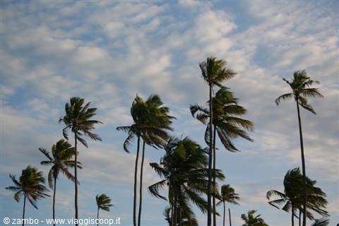 Palms at Bweju