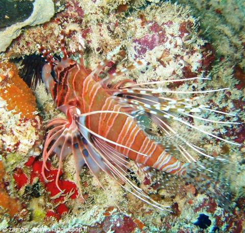 Lionfish