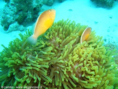 Anemone and clownfish