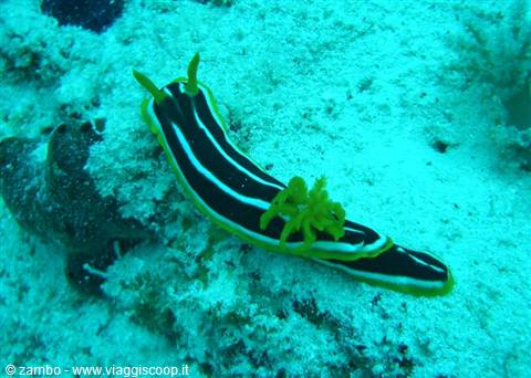 Nudibranch