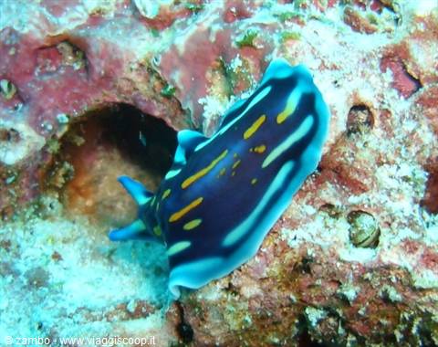 Nudibranch