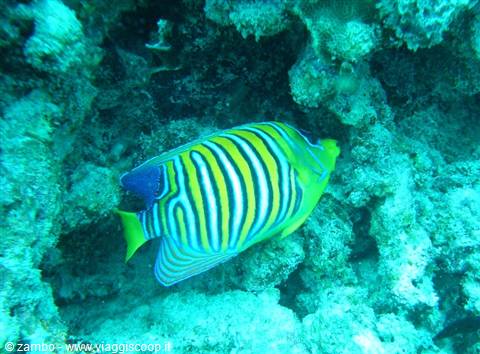 Angelfish