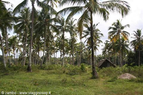 Towards Pongwe