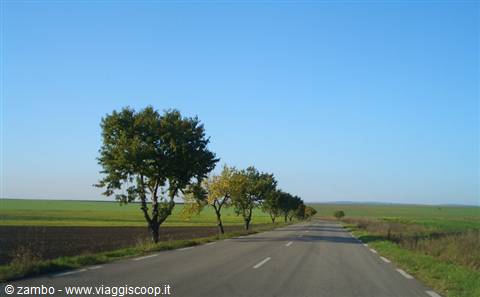 Asphalt road lined with trees between cultivated fields under blue sky