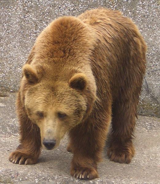 Bear....in the public park