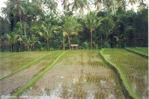 Rice field