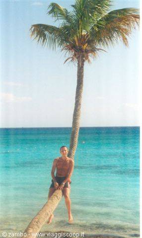 Boy sitting on leaning palm tree trunk over turquoise sea