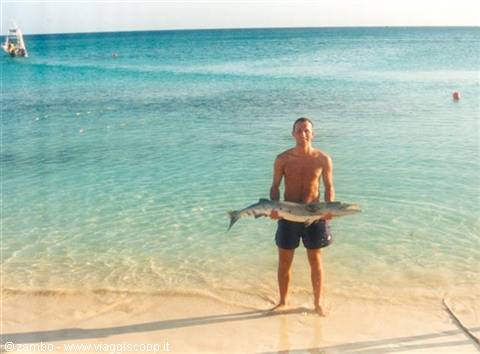 Man in swim trunks holding a large fish on the turquoise shore