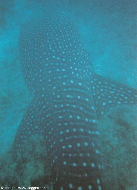 Whale shark