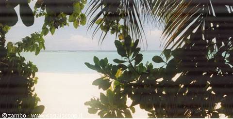 Vegetation