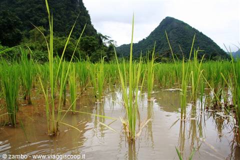 Flooded rice paddy with young green seedlings and karst peaks behind, Vang Vieng