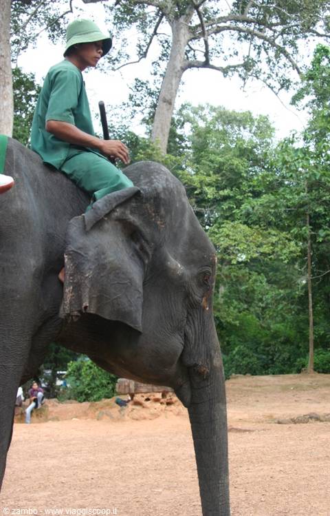Mahout in green uniform riding an elephant among tall trees