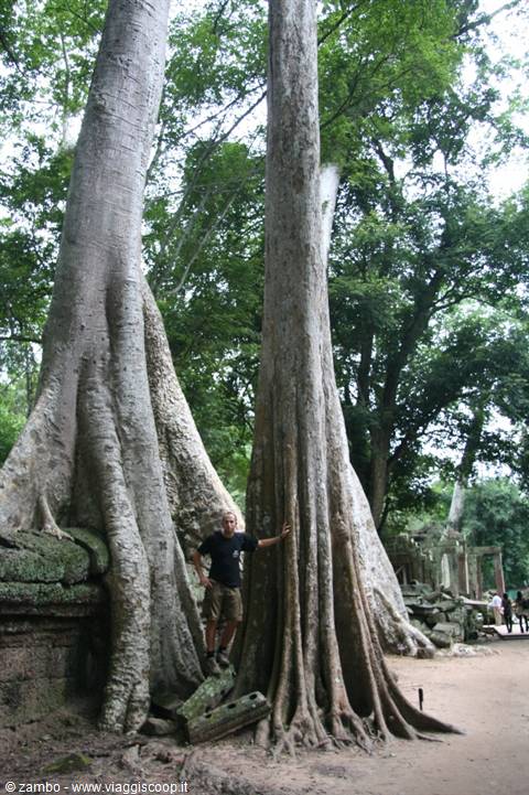 Tourist beside giant strangler fig roots on the ruins of Ta Prohm