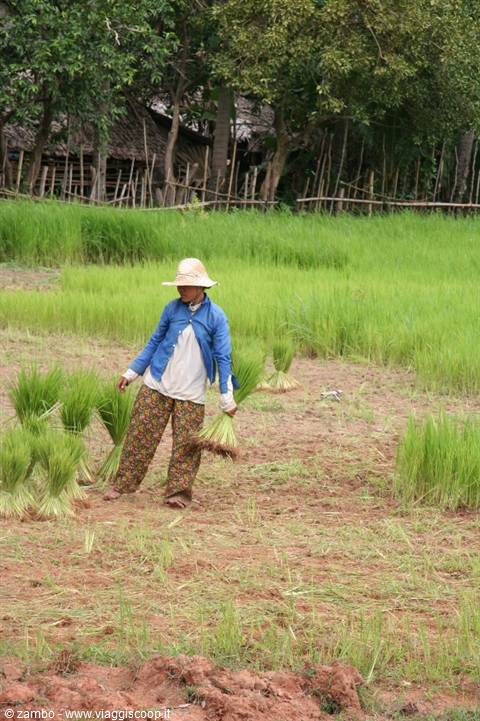 Woman in straw hat gathering rice seedlings in muddy paddy field