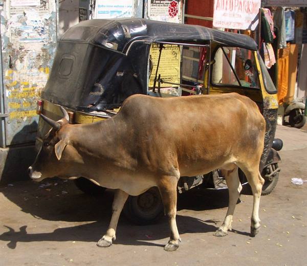 India....The cow and the Tuk Tuk