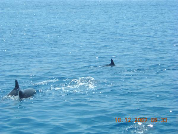 THE DOLPHINS