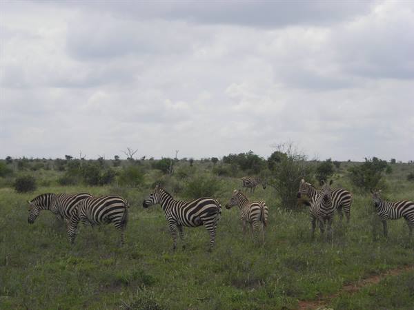 TSAVO EAST
