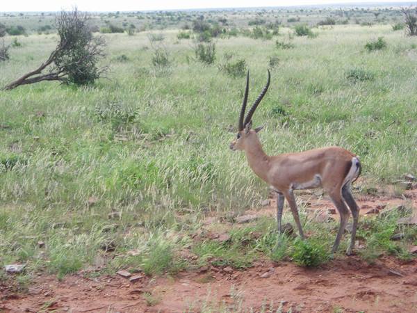 TSAVO EAST