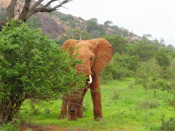 TSAVO EAST