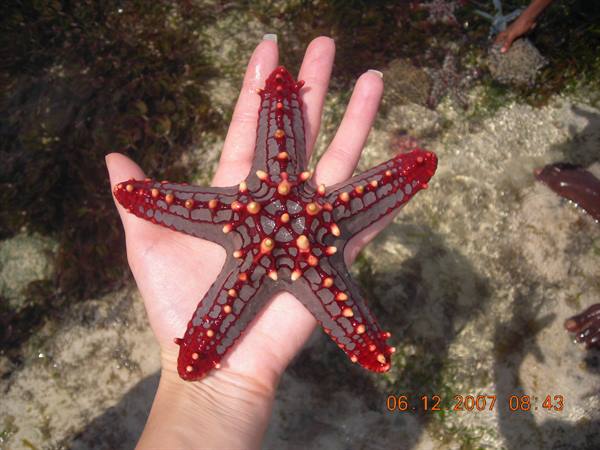 Hand holding a red and gray starfish over shallow water