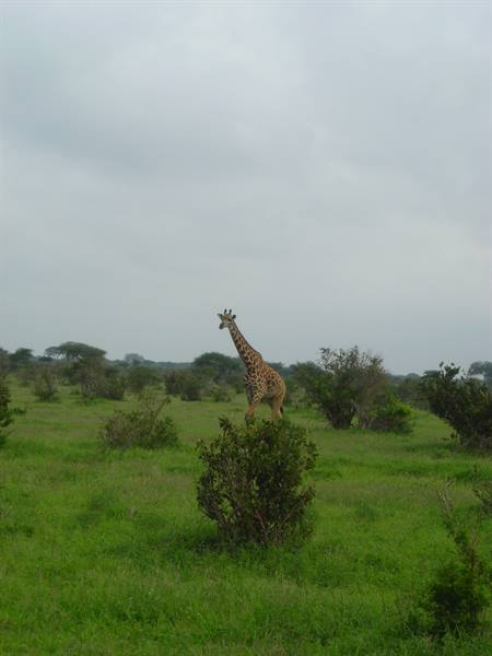 Giraffe among green bushes on the savanna, gray overcast sky