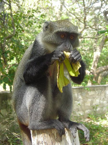Vervet monkey eating a banana on a tree stump, stone wall and trees behind